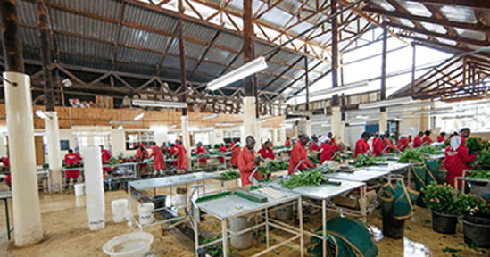 Equator Flowers Kenya Limited working space