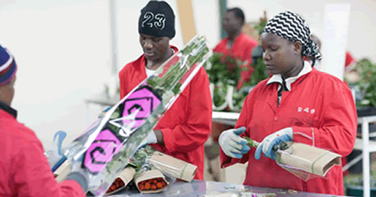 Maasai Flowers Limited packaging roses