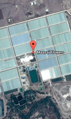 Maasai Flowers Location