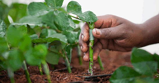 propagation unit