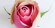 Belle Rose