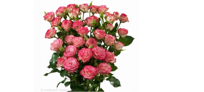 HALEY,Spray Rose