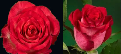 NICOLETTA,Premium Plus Rose