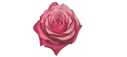 ROSANA, Regular Rose