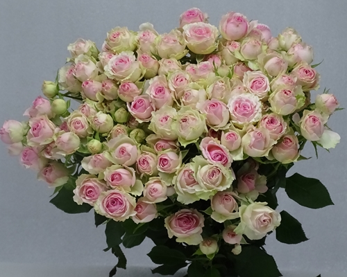 DINARA,Spray Rose