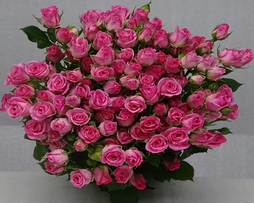 NATHALIE,Spray Rose