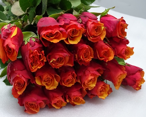 Espana,Premium plus Rose