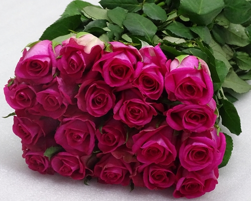MARINA,Premium, Large headed Rose