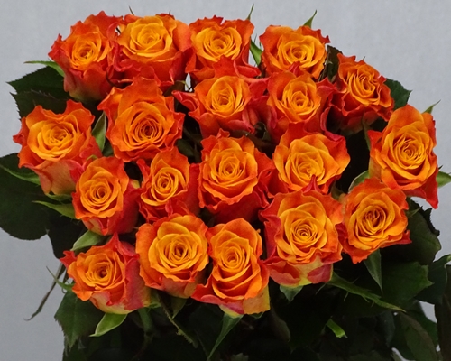 MARIYO,Special Premium, Large headed Rose
