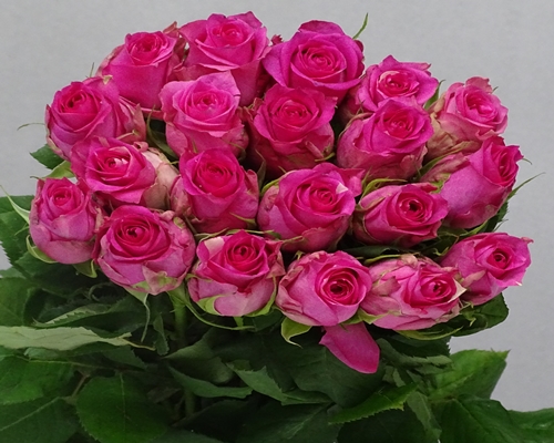 PINK SUDOKU, Premium Plus Rose
