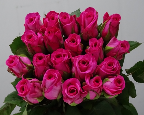 TAIGA,Regular Rose