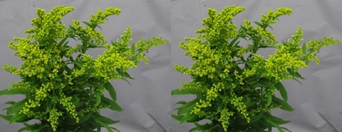 SOLIDAGO
