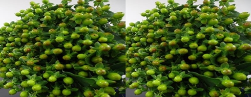 HYPERICUM_GREEN