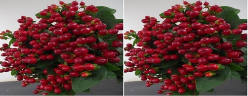 HYPERICUM_RED
