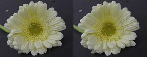 GERBERA_TERRA ICY