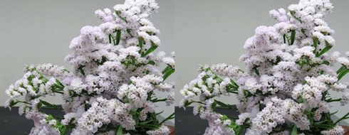 WHITE_STATICE