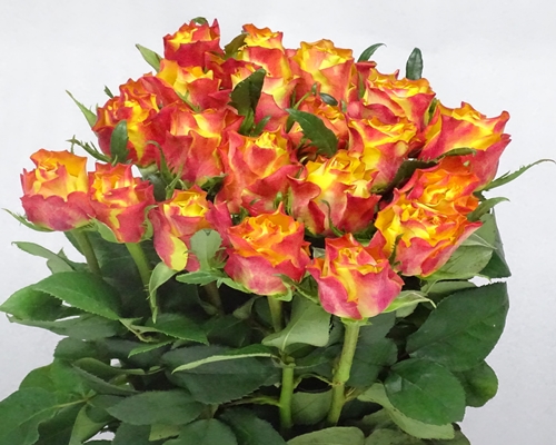 DOWNTOWN,Premium Rose