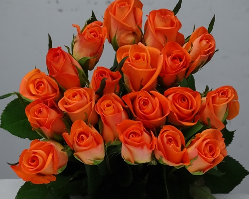 TROPICAL AMAZON,Regular Rose